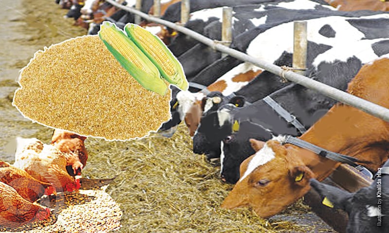 Animal Feed and Fertilizers