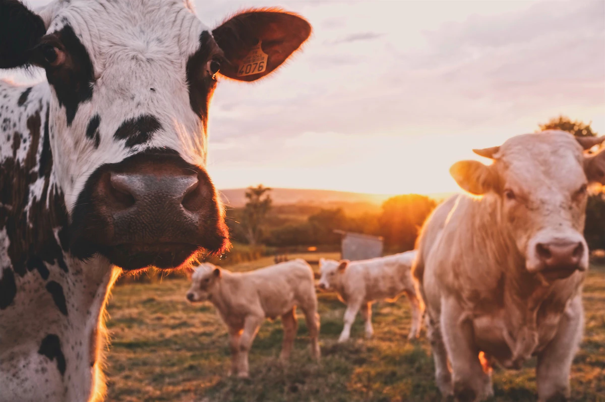 Dairy Cattle Grazing in Green Pasture Benefiting from Zinc Mineral Nutrition