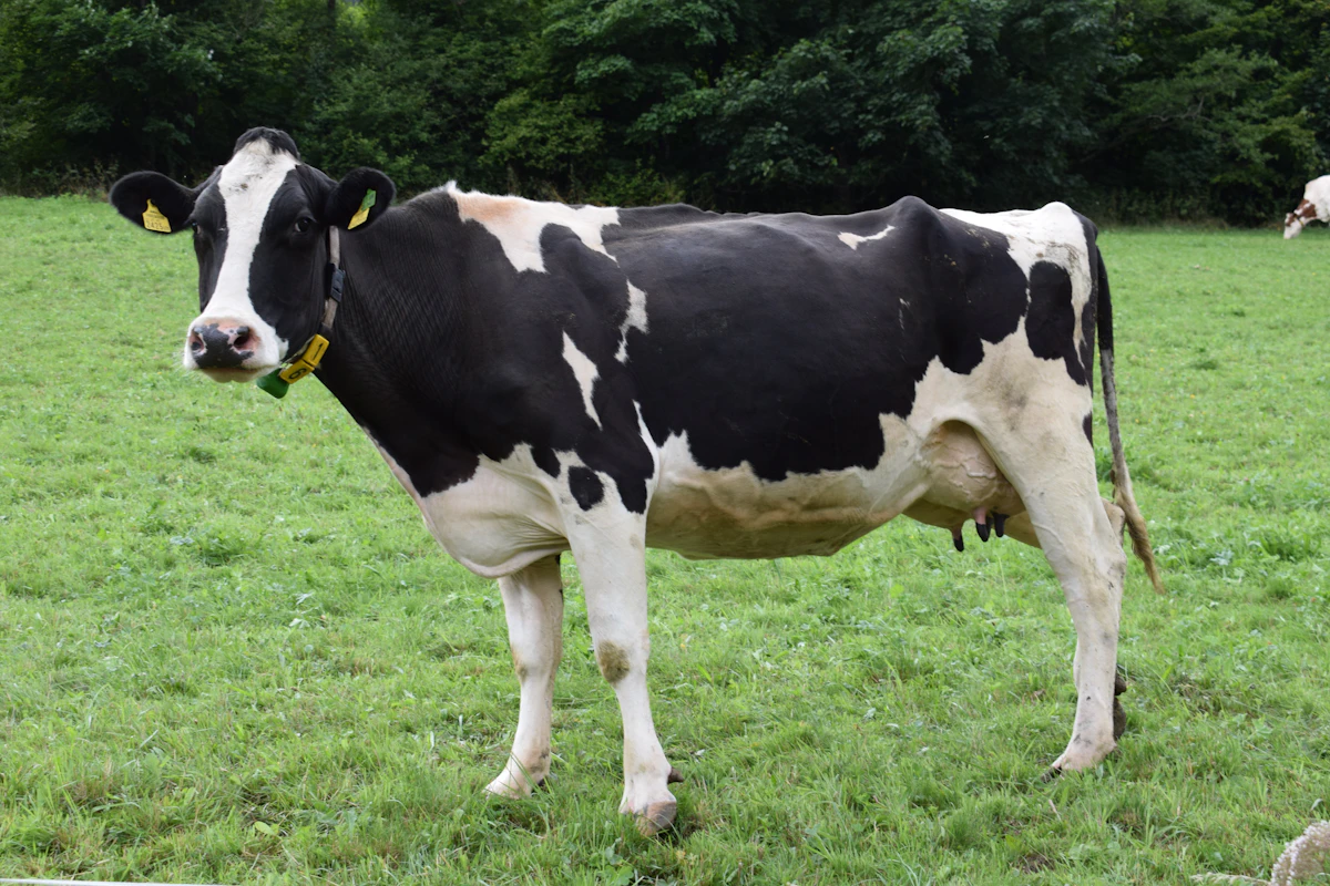 Dairy cattle and livestock nutrition utilizing feed-grade Zinc Oxide