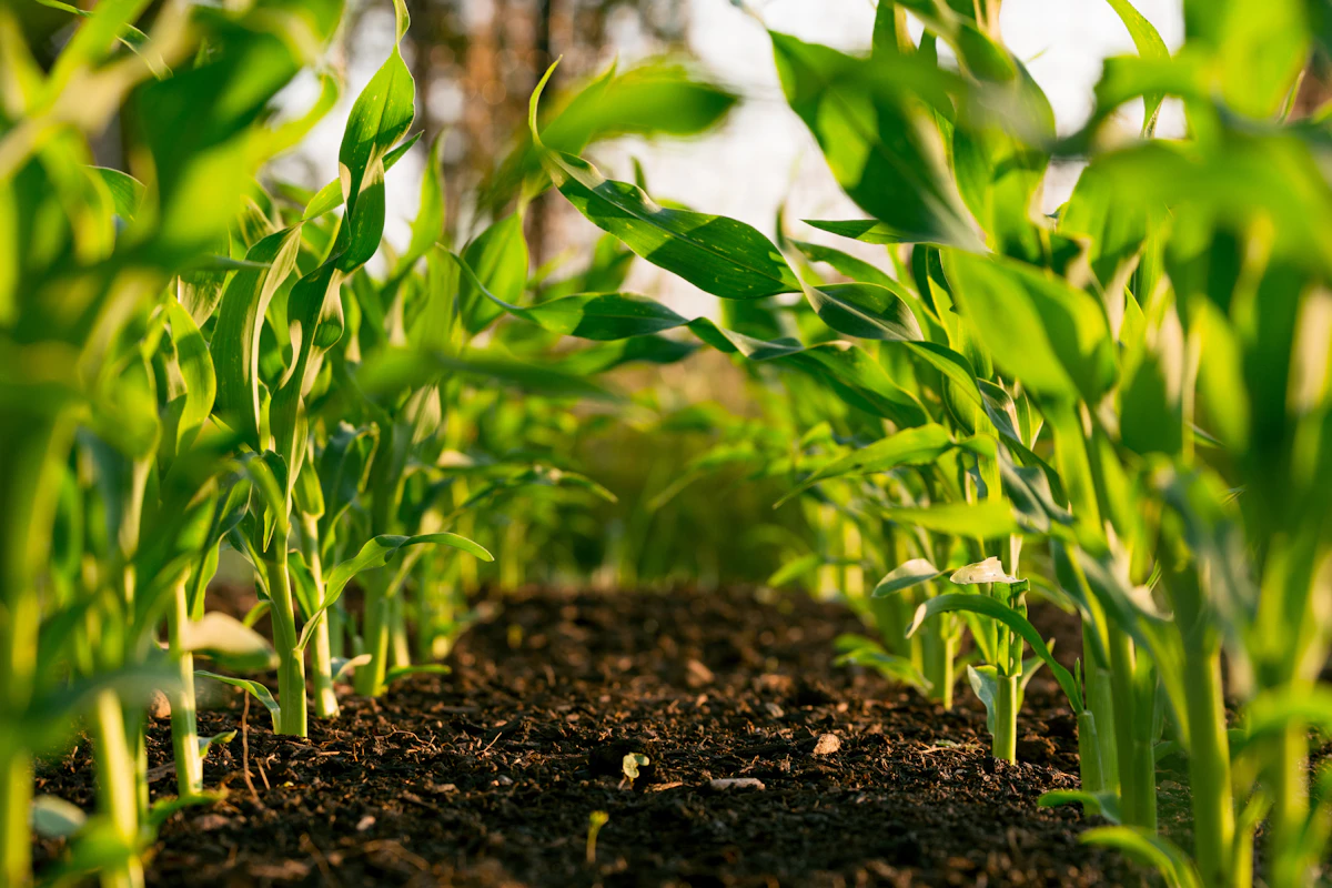 Zinc Oxide in Agriculture and Animal Feed